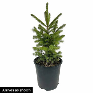 Spruce Alberta Rainbow's End®