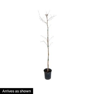 Cotton Candy Japanese Maple