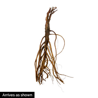 Lilac Drumstick Primrose