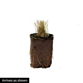 Lime Zest Japanese Forest Grass