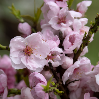 Corinthian Rose Ornamental Peach Tree