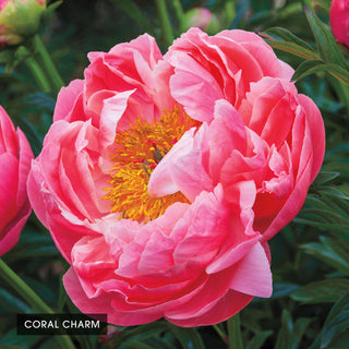 Bouquet Builders Peony Collection