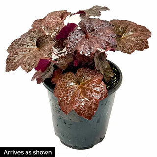Plum Pudding Coral Bells