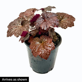 Catching Fire Heucherella