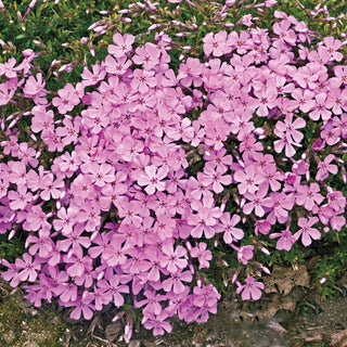 Emerald Pink Creeping Phlox