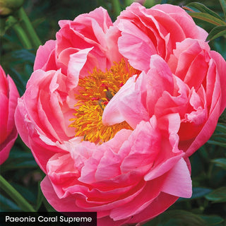 Bouquet Builders Peony Collection