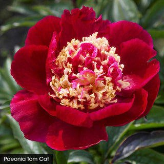Bouquet Builders Peony Collection