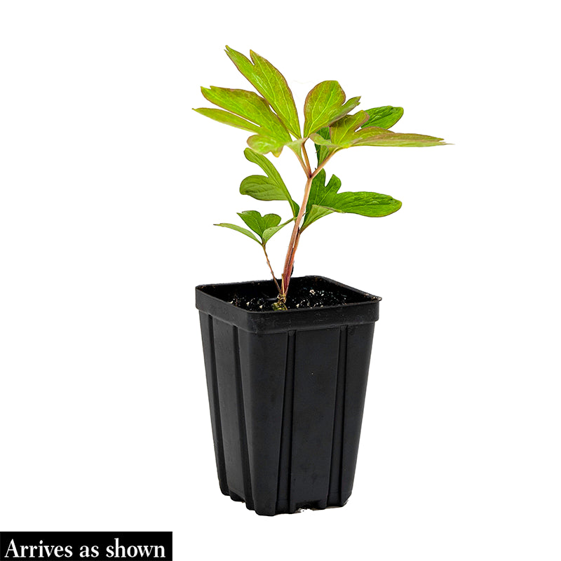 can itoh peonies be planted in pots Canary Briliants Itoh Peony