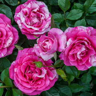 Parade Day Grandiflora Rose