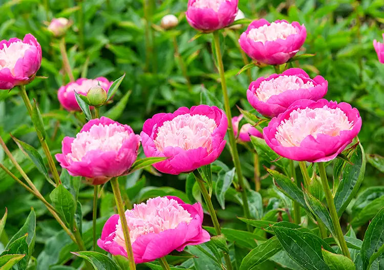 Peonies