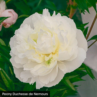 Bouquet Builders Peony Collection