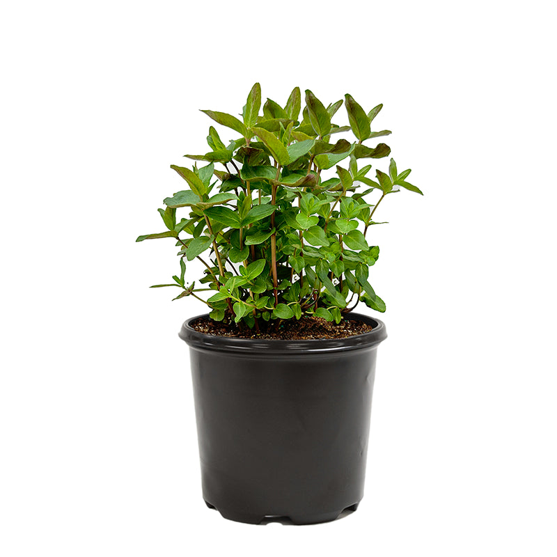 buy small lavender plants Munstead Lavender - 1 Potted Plant | Lavandula angustifolia 'Munstead'