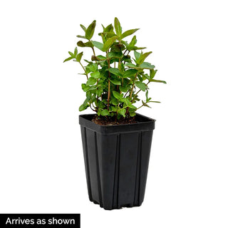 KISMET® Intense Orange Coneflower