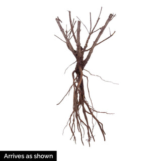 Prime Time Russian Sage