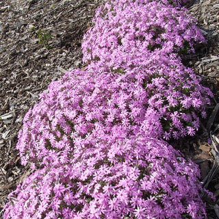 Emerald Pink Creeping Phlox