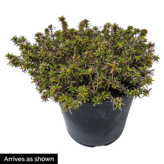 Emerald Pink Creeping Phlox