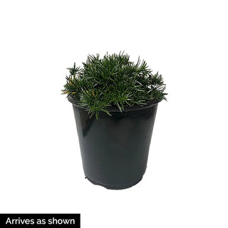 Snowflake Carpet Phlox