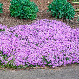 Emerald Pink Creeping Phlox