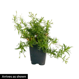 Emerald Blue Creeping Phlox