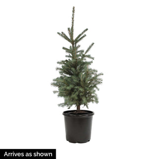 Monty® Blue Spruce