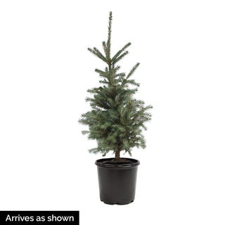 Cupressina Norway Spruce