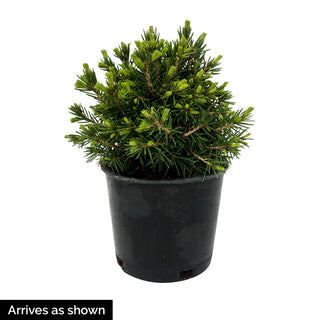 Pusch Norway Spruce