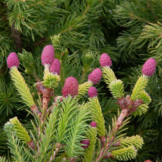 Pusch Norway Spruce