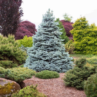 Monty® Blue Spruce