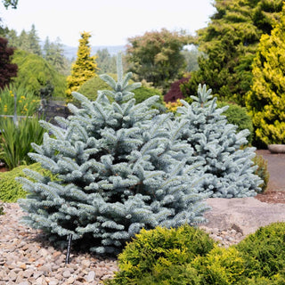 Monty® Blue Spruce