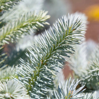 Monty® Blue Spruce