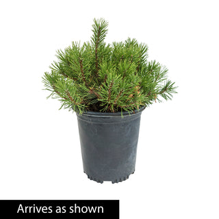 Valley Cushion Mugo Pine