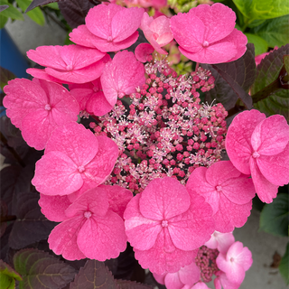 Pink Dynamo™ Hydrangea