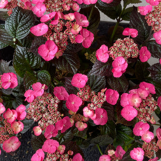 Pink Dynamo™ Hydrangea