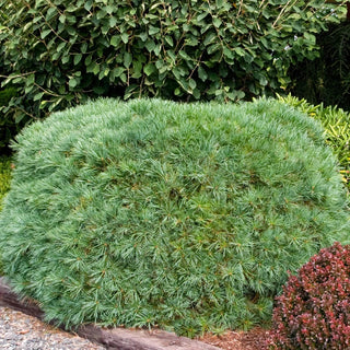 Blue Shag Eastern White Pine