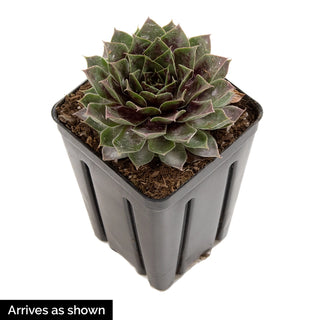 Chick Charms® Giants Gold Mine Hens & Chicks