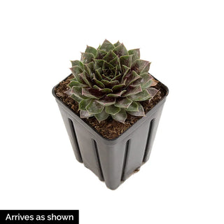 Coconut Crystal Hens & Chicks