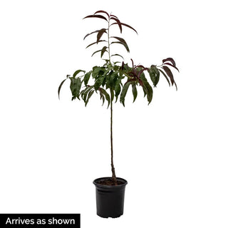 Bonfire Patio Peach Tree