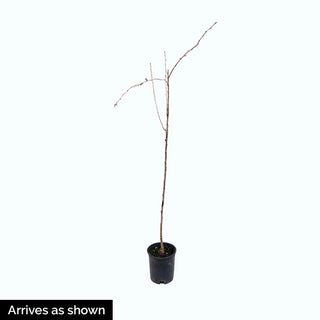 Ryusen Japanese Maple