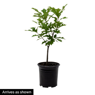 Mariken Ginkgo Tree