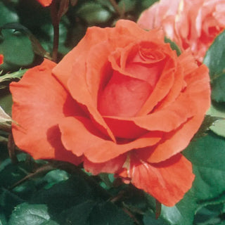 Fragrant Cloud Hybrid Tea Rose