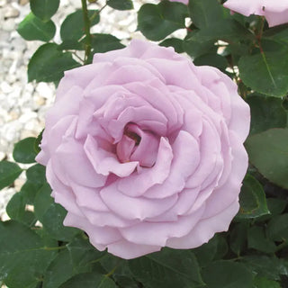 Koko Loko™ Floribunda Rose