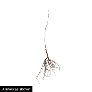 Hearts A'Fire® Redbud