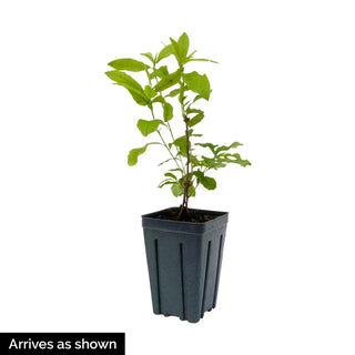 Northern Hi-Lights Azalea