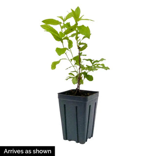 Western Lights Deciduous Azalea