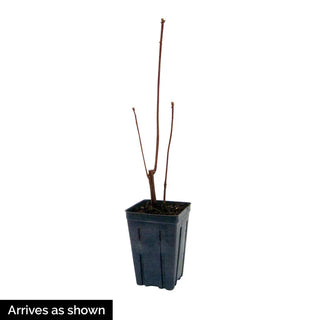 Juliet™ Dwarf Cherry Tree