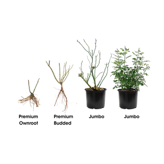 Celestial Night® Floribunda Rose