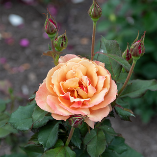 About Face® Grandiflora Rose