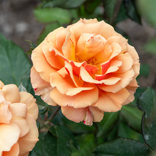 About Face® Grandiflora Rose