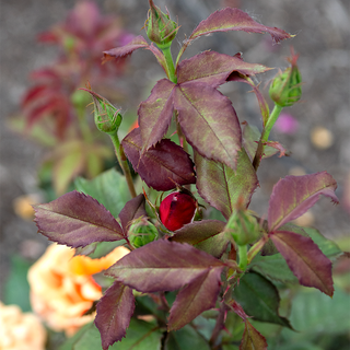 About Face® Grandiflora Rose