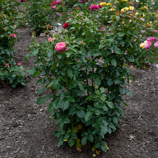 All Dressed Up Grandiflora Roses